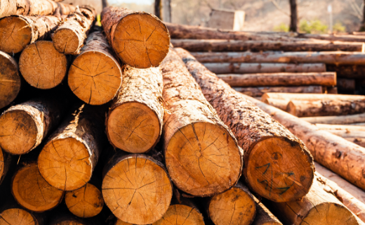 Export of Lumber Harvested in Forest Thinning