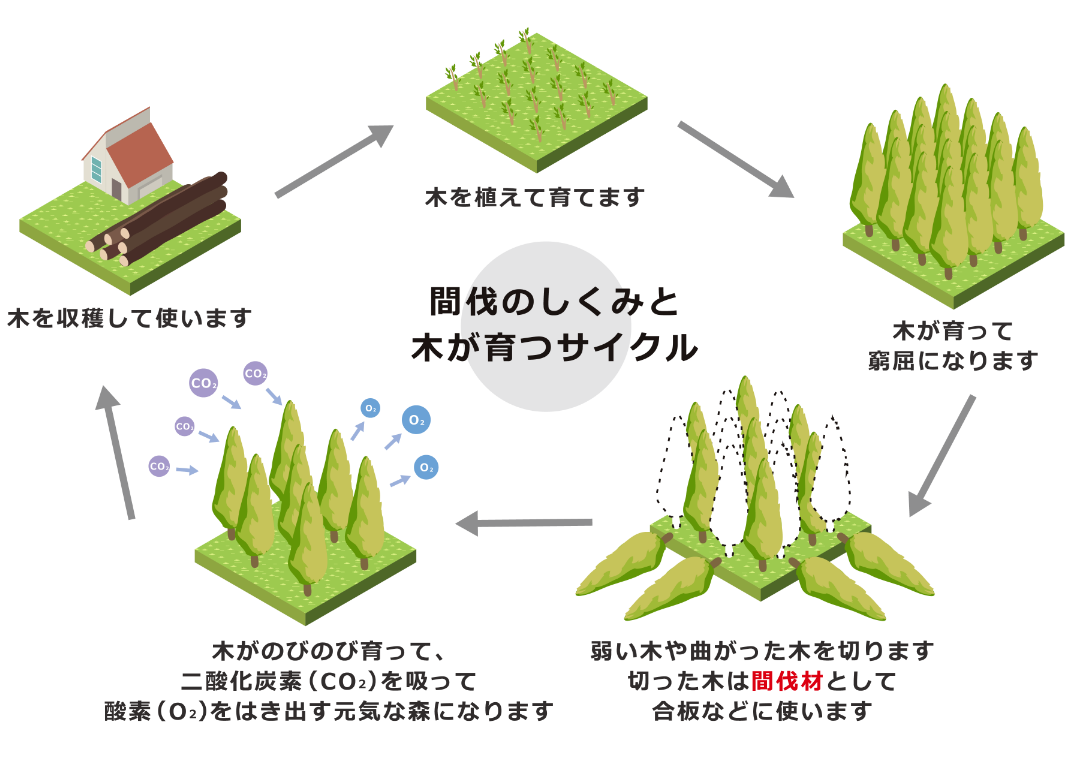 間伐のしくみと木が育つリサイクル