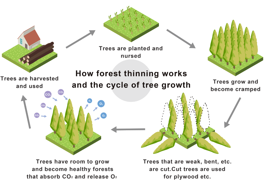 The cycle of tree growth
